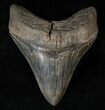 Beautiful, Serrated Fossil Megalodon Tooth #15529-1